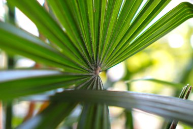 desen arka plan abstrac yaprakları.