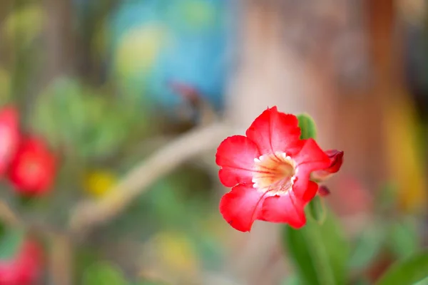 Квіти Азалії, концепція квіткового садівництва або задня частина w — стокове фото
