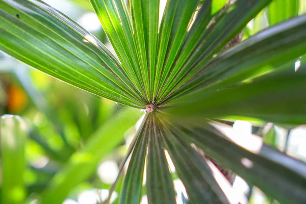 desen arka plan abstrac yaprakları.