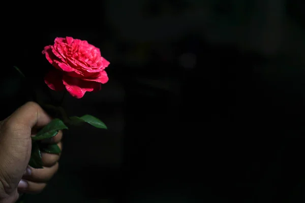 Rose on the man\'s hand in black background.