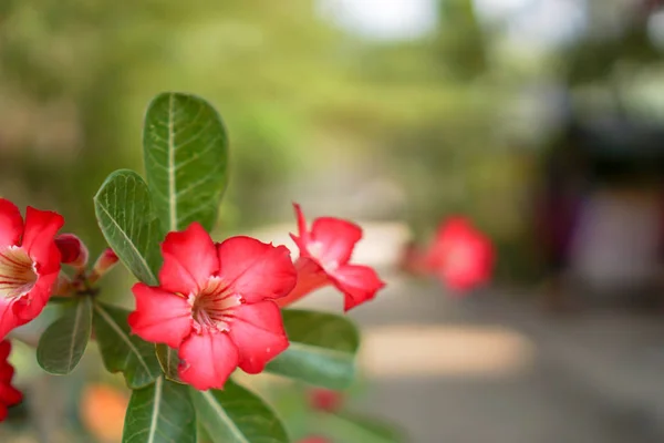 Fiori di azalea, concetto di giardinaggio floreale o fondo della w — Foto Stock