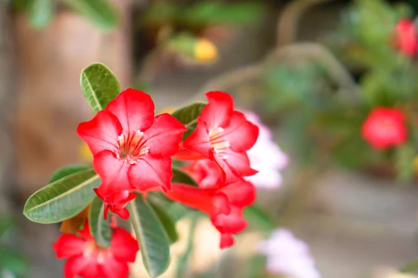 Квіти Азалії, концепція квіткового садівництва або задня частина w — стокове фото