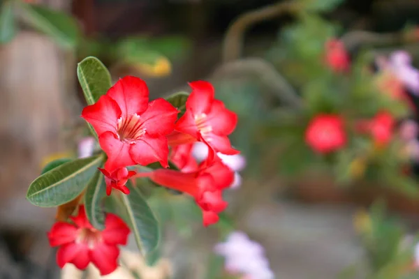 Azalea virágok, virágos kert koncepció vagy a háttérben a w — Stock Fotó