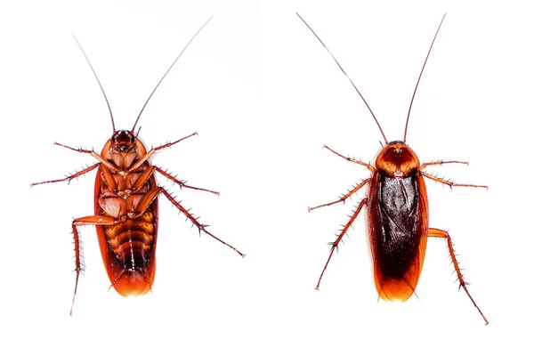 Dos cucarachas en el fondo . —  Fotos de Stock