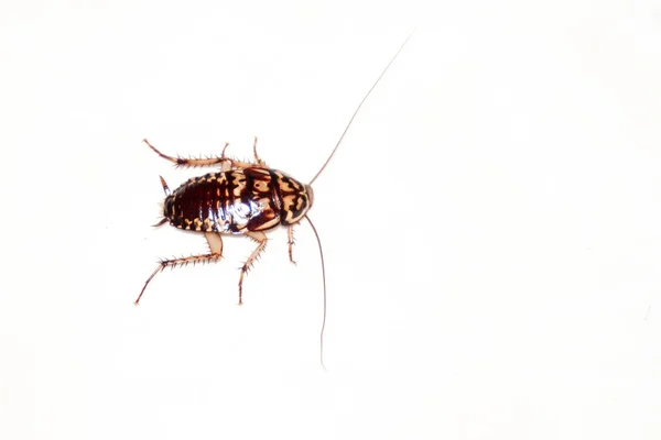 Roach on a white background. — Stock Photo, Image