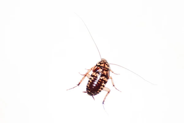 Cucaracha sobre fondo blanco . —  Fotos de Stock