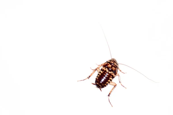 Cucaracha sobre fondo blanco . —  Fotos de Stock