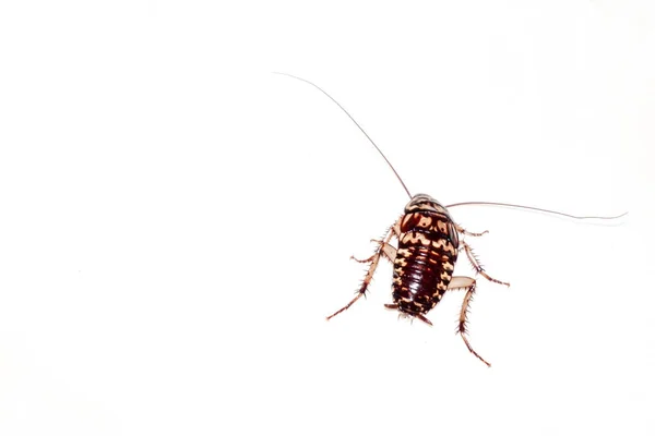 Roach sur fond blanc . — Photo