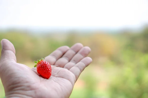 Strawberries on men\'s hands, food concepts and fruits. Or make a