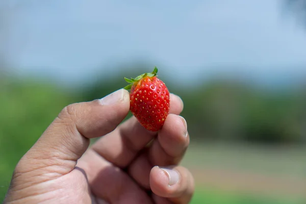 Fraises sur les mains des hommes, concepts alimentaires et fruits. Ou faire un — Photo