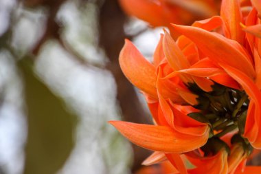 Piç tik ağacı, Butea monosperma (Lam.) Taub, birçok portakal vardır 