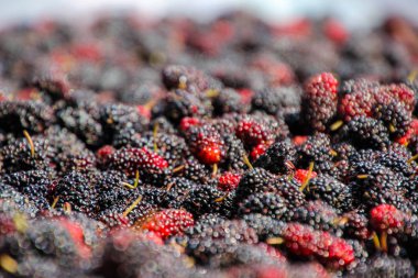 Kara Orman Berry küçük toplar.