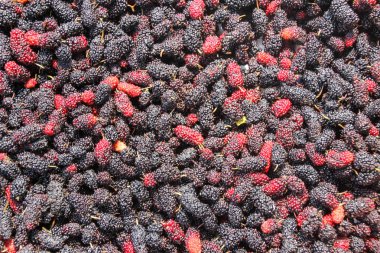 Kara Orman Berry küçük toplar.