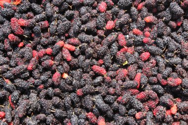 Kara Orman Berry küçük toplar.