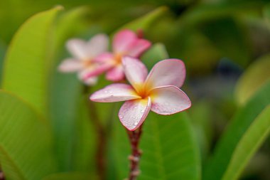 Metin için arka plan olarak yapılan Champa.