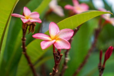 Metin için arka plan olarak yapılan Champa.
