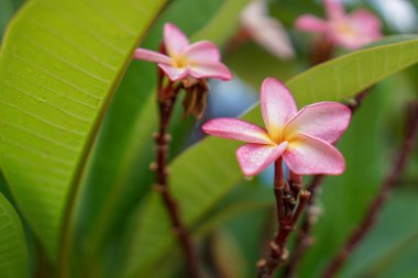 Metin için arka plan olarak yapılan Champa.