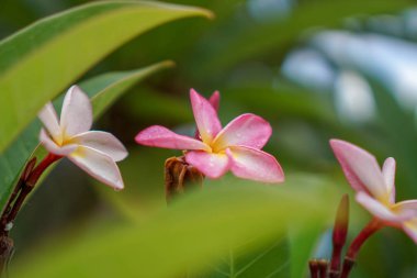 Metin için arka plan olarak yapılan Champa.