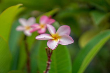 Metin için arka plan olarak yapılan Champa.