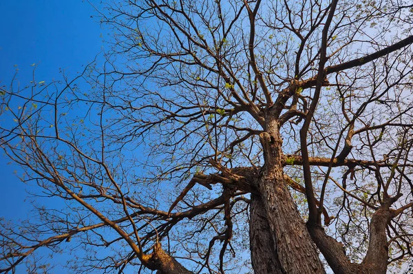 Vista desde la parte inferior del árbol — Foto de Stock