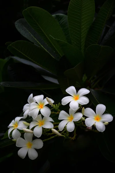 Frangipani flor no fundo folha verde, espaço cópia — Fotografia de Stock