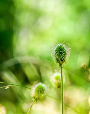 Garip yeşil çiçek