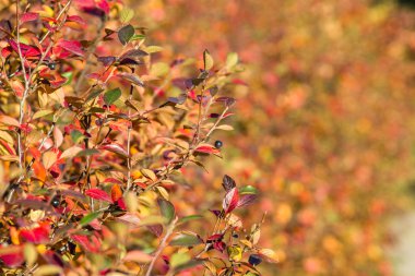 Bush ile sarı yapraklar