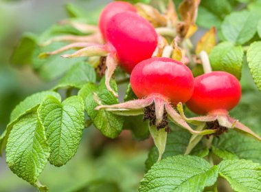 İle kırmızı briar yapraklar