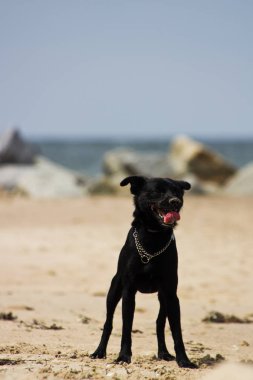 siyah köpek sahilde