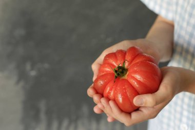 Bir adamın ellerinde bir domates, lezzetli ve kırmızı.