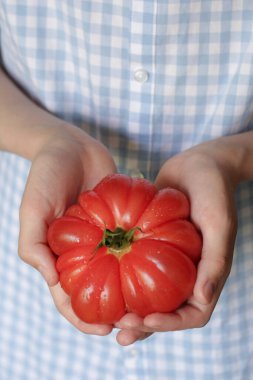 Bir adamın ellerinde bir domates, lezzetli ve kırmızı.