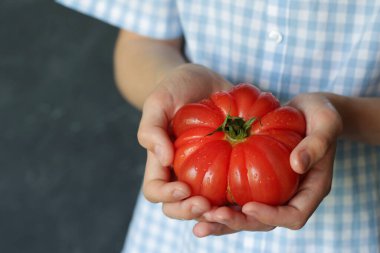 Bir adamın ellerinde bir domates, lezzetli ve kırmızı.