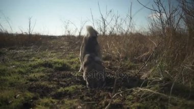 Bir eskimo köpek alan bir delik kazma
