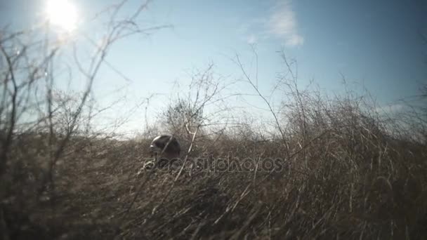 Airsoft voják s puškou a plné Nato střelivo podřepu v poli — Stock video