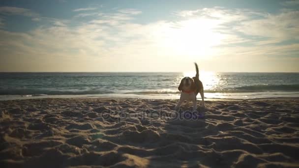 En rolig och söt beagle körs och spela på stranden slow motion — Stockvideo