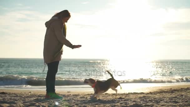 A playful beagle plays fetch and brings back a ball to a woman on the beach — Stock Video