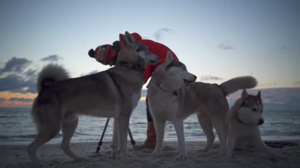 Três cães husky engraçados que jogam na praia câmera lenta — Vídeo de Stock
