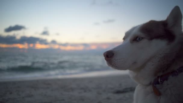 Roztomilý pejsek husky s krásnýma očima poklidně pohledu na vlny na pláži — Stock video