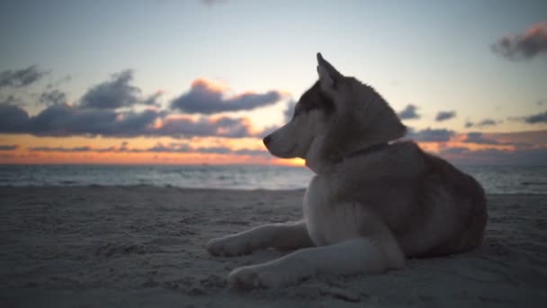 Χαριτωμένος σκύλος χάσκεϋ με τα όμορφα μάτια βλέπουν ειρηνικά τα κύματα στην παραλία — Αρχείο Βίντεο