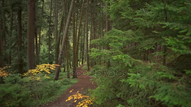 Un chemin mystérieux sans fin dans une belle forêt verte 