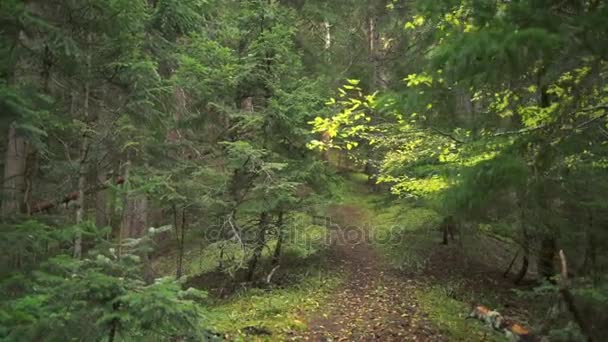 Marcher sur un chemin mystérieux dans une belle forêt verte au ralenti 