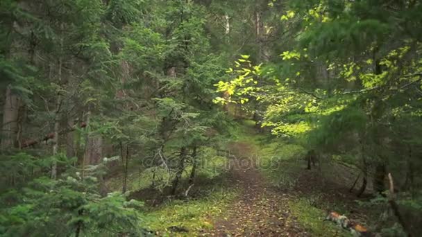 Caminando por un misterioso sendero en un hermoso bosque verde en cámara lenta — Vídeo de stock