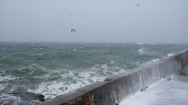 Meeuwen vliegen over de concrete kust slow motion — Stockvideo