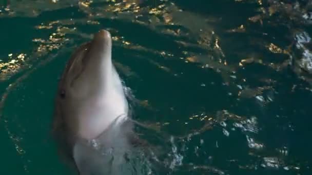 Netter Delfin schwimmt im Delfinarium in Zeitlupe unter Wasser — Stockvideo