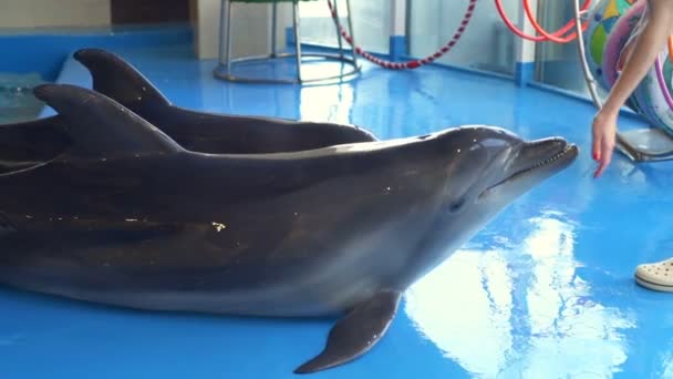 Lindo delfín tirado en el suelo y recibiendo comida de las manos de las mujeres cámara lenta — Vídeo de stock