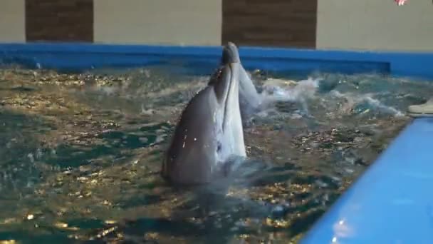 Милые дельфины крутятся в воде, а затем всплывают медленные движения. — стоковое видео