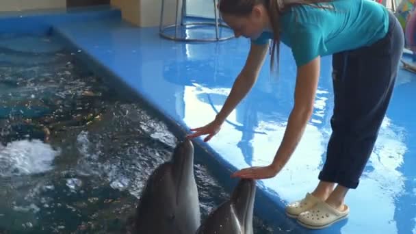 Женщина дотрагивается до носов дельфинов и начинает плавать замедленным движением — стоковое видео