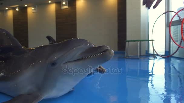 Женщина кормит дельфинов в замедленной съемке дельфинария — стоковое видео