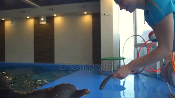 Милый дофин получает еду от тренера в дельфинарии замедленной съемки — стоковое видео