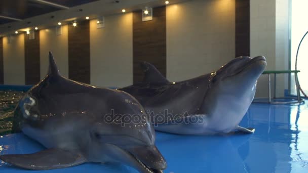 Three dolphins pop up on the floor and waiting for a treat slow motion — Stock Video